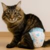 猫　オムツ　うんち　どうする